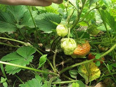 Descrierea varietatii de strawberry - gigantelle, fotografie de gradina de capsuni salbatice, grooming - gigant, in crestere