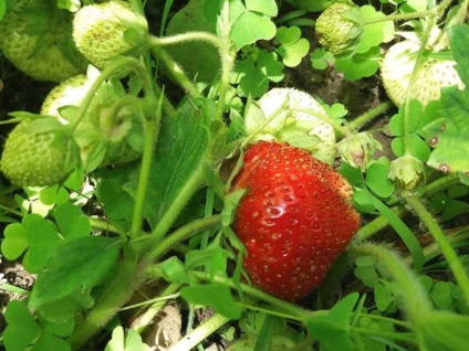 Descrierea varietatii de strawberry - gigantelle, fotografie de gradina de capsuni salbatice, grooming - gigant, in crestere