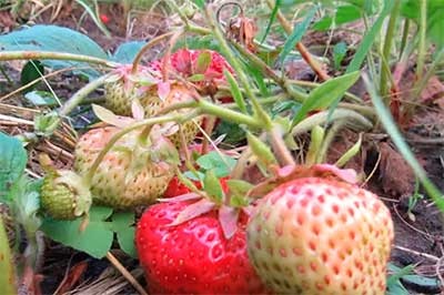 Descrierea varietatii de strawberry - gigantelle, fotografie de gradina de capsuni salbatice, grooming - gigant, in crestere