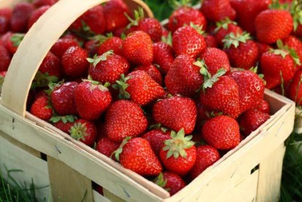 Strawberry - cum se obține randamentul maxim de Kamensk (Dneprodzerzhinsk)