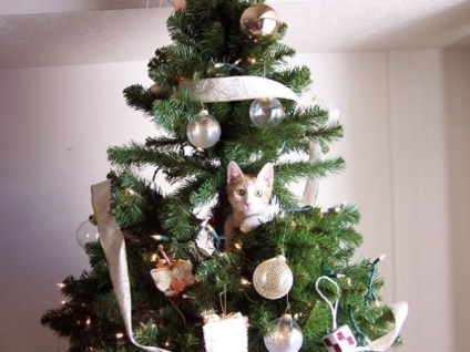 Când există o pisică în casă, se poate întâmpla ceva copacului de Anul Nou