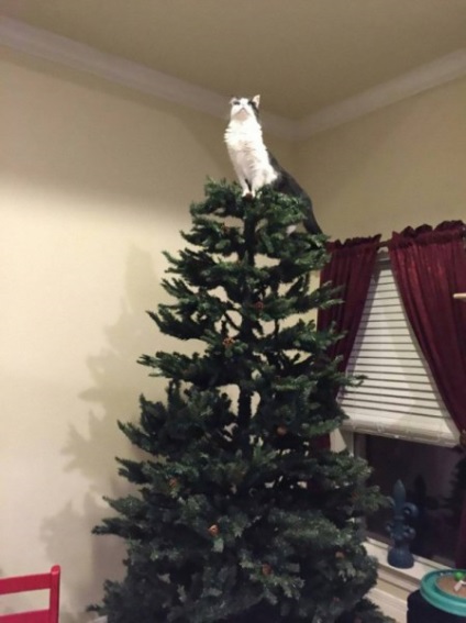 Ha egy család egy macska, bármi megtörténhet karácsonyfa