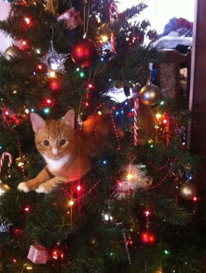 Când există o pisică în casă, se poate întâmpla ceva copacului de Anul Nou