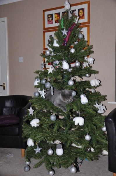 Ha egy család egy macska, bármi megtörténhet karácsonyfa