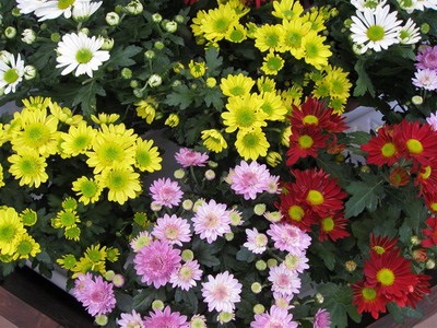 Chrysanthemumurile interioare - îngrijirea într-un apartament și cultivarea în ghivece cu o descriere a bolilor