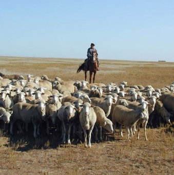 Creșterea caprelor sau creșterea oilor, care este mai profitabilă, afacerea agricolă