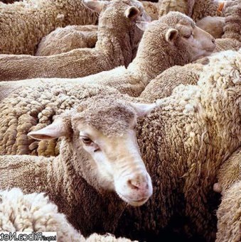 Creșterea caprelor sau creșterea oilor, care este mai profitabilă, afacerea agricolă