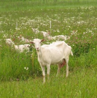 Creșterea caprelor sau creșterea oilor, care este mai profitabilă, afacerea agricolă