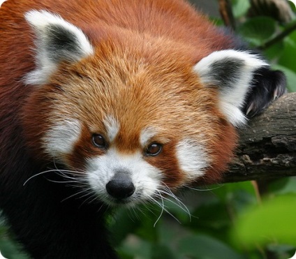 Red panda firefox sau prietenii falsi ai unui interpret - blogul lui Alexandra Klimova