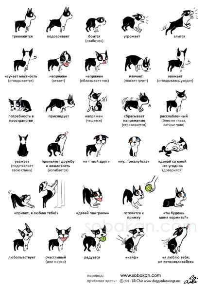 Cultură de comunicare cu câine, inel școlar de formare câine