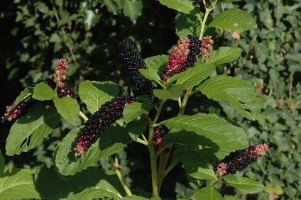 Lakonos, phytolacca, descriere, îngrijire, fotografie