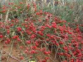 Terapie terapeutică ephedra - să fie sănătoasă