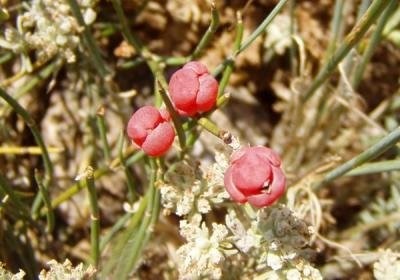 Terapie terapeutică ephedra - să fie sănătoasă