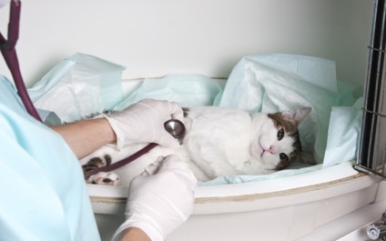 Tratamentul piroplasmozei la pisici