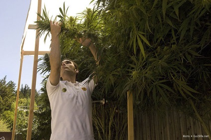 Cultivarea juridică și producția de marijuana în California
