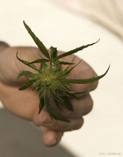 Cultivarea juridică și producția de marijuana în California