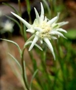 Легенди про мальві (шток-троянду), vortex flowers