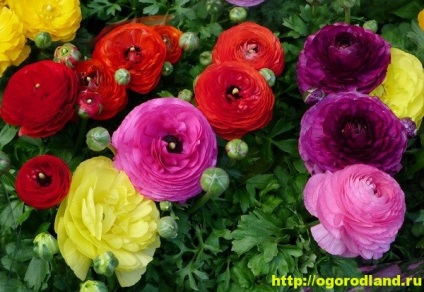 Buttercup (Ranunculus)