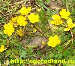 Buttercup (Ranunculus)