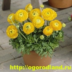 Buttercup (Ranunculus)