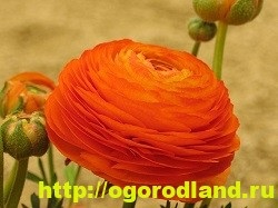 Buttercup (Ranunculus)