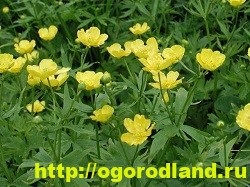 Buttercup (Ranunculus)