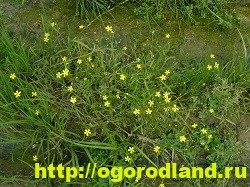 Buttercup (Ranunculus)