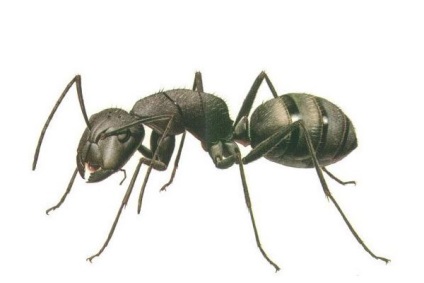 Kis átlátszó hangyák a lakásban Hogyan lehet megszabadulni