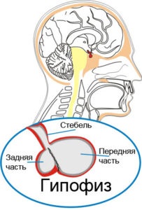 Microadenomul glandei pituitare și al sarcinii este posibil să se nască