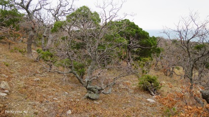 Cape Sarich - pihenés vadak, térképek, fotók, videók