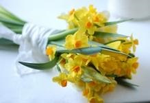 Narcissus din clasa de master spumaniran sau m după model, modele de flori naturale