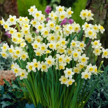 Narcissus foamirana workshop mikron vagy kövesse a mintát a színek természetes minták