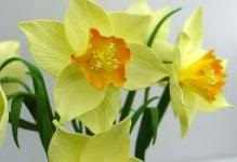 Narcissus din clasa de master spumaniran sau m după model, modele de flori naturale