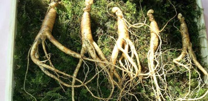 Ginseng tinktúra használati utasítás