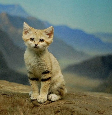 Animale neobișnuite din Kazahstan