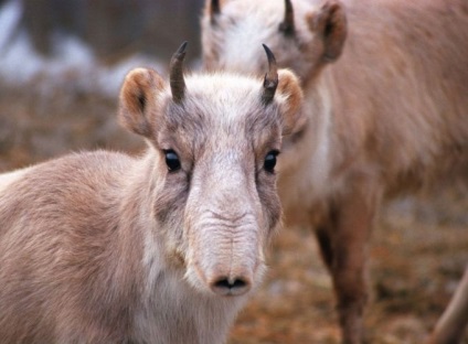 Animale neobișnuite din Kazahstan