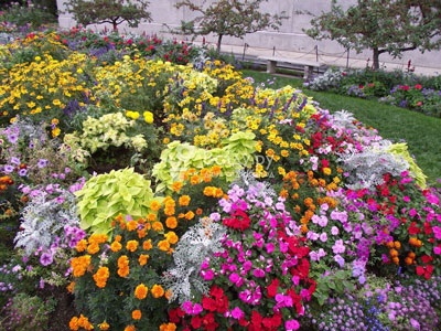Szerény virágok a virágágyások virágzó egész nyáron (évelő, egynyári)