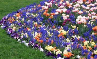 Szerény virágok a virágágyások virágzó egész nyáron (évelő, egynyári)