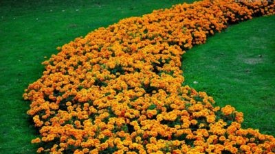 Flori neobișnuite pentru paturi de flori înflorite toată vara (perene, anuale)