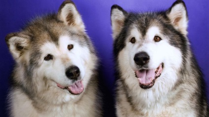 Prezentare generală a celor mai frecvente rase de câini de vânătoare (husky, fox terrier, etc.)