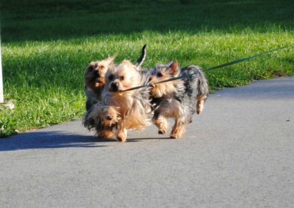 Prezentare generală a celor mai frecvente rase de câini de vânătoare (husky, fox terrier, etc.)