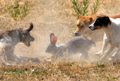Prezentare generală a celor mai frecvente rase de câini de vânătoare (husky, fox terrier, etc.)