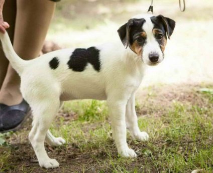 Prezentare generală a celor mai frecvente rase de câini de vânătoare (husky, fox terrier, etc.)