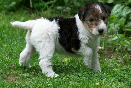 Prezentare generală a celor mai frecvente rase de câini de vânătoare (husky, fox terrier, etc.)