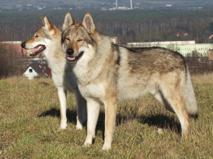 Prezentare generală a celor mai frecvente rase de câini de vânătoare (husky, fox terrier, etc.)