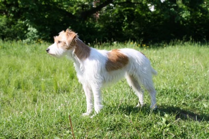 Prezentare generală a celor mai frecvente rase de câini de vânătoare (husky, fox terrier, etc.)