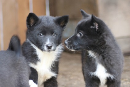 Prezentare generală a celor mai frecvente rase de câini de vânătoare (husky, fox terrier, etc.)