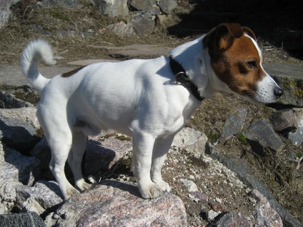 Prezentare generală a celor mai frecvente rase de câini de vânătoare (husky, fox terrier, etc.)