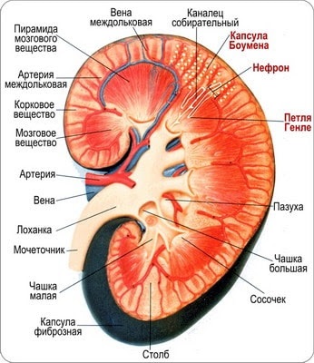 Curățirea rinichilor