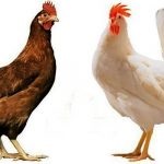 Leírás, jellemzők és tartalmi csirkék tenyészteni borotva Braun